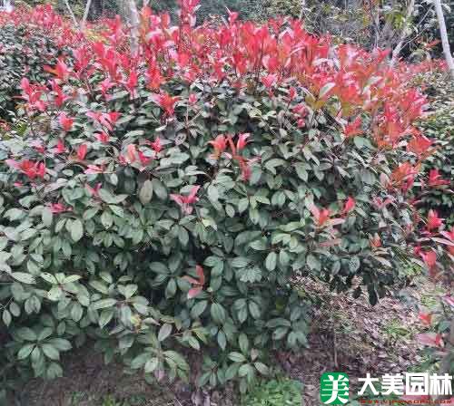 红叶石楠球