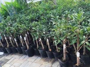 嫁接桂花树 - 嫁接桂花树