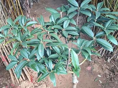 嫁接桂花树