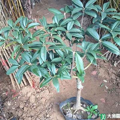 嫁接桂花树