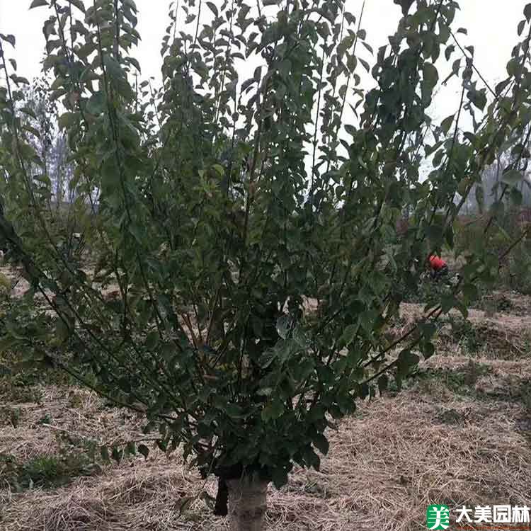 重瓣榆叶梅