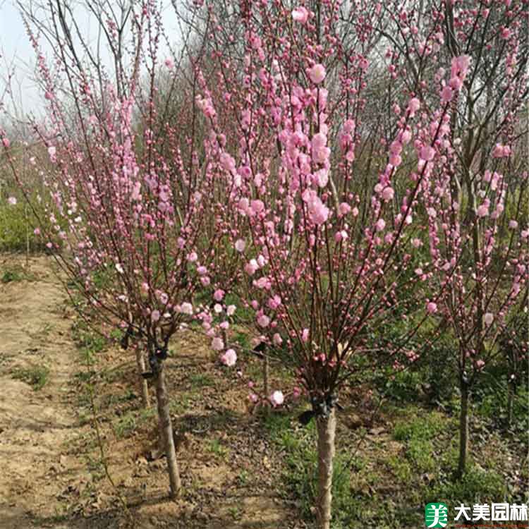 重瓣榆叶梅