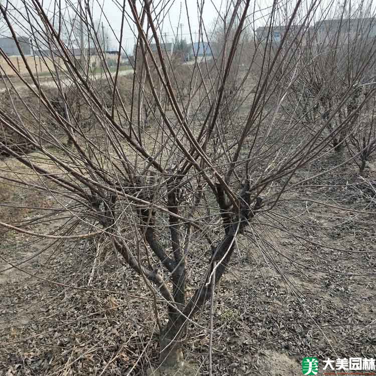 重瓣榆叶梅