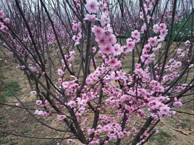 重瓣榆叶梅