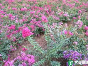 矮紫薇 - 矮紫薇