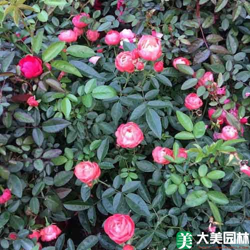 钻石玫瑰