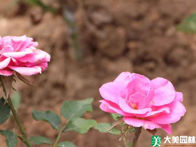 钻石玫瑰