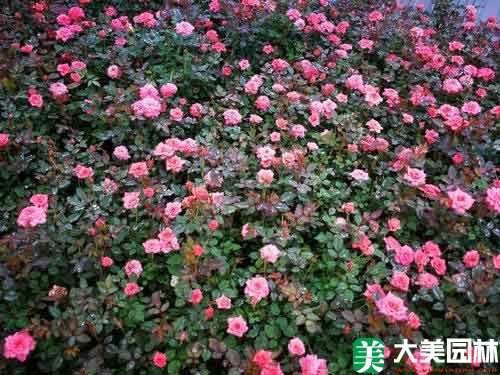 钻石月季