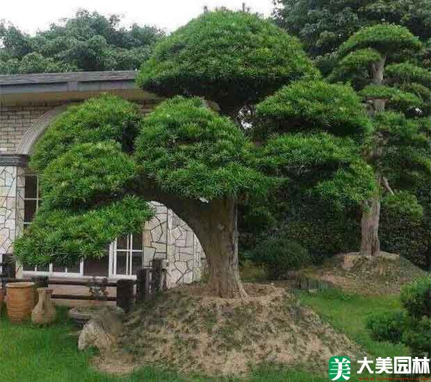造型罗汉松