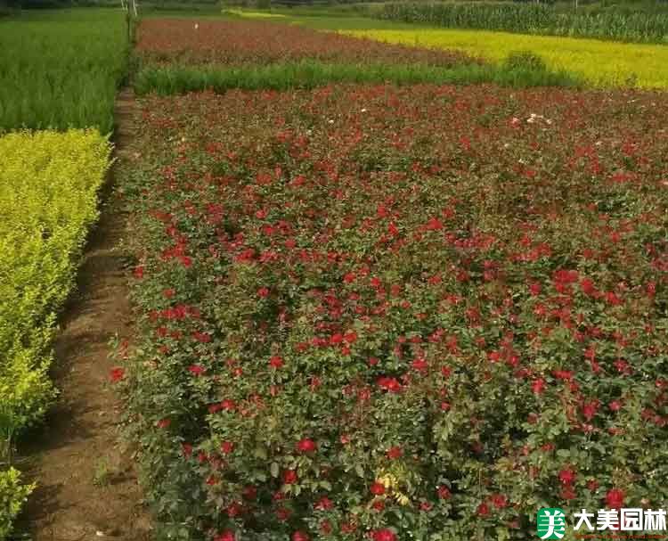 杂种香水月季