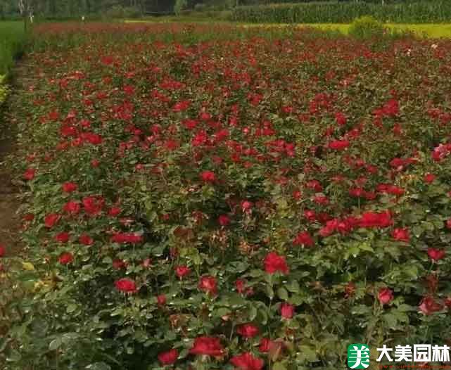 杂种香水月季