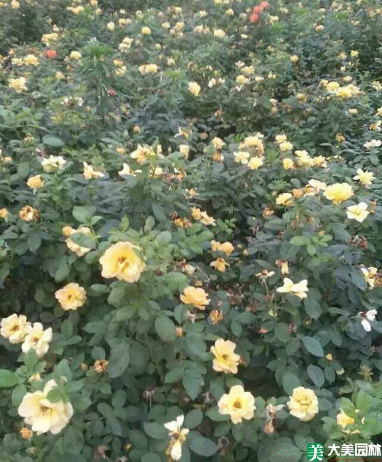 杂种香水月季