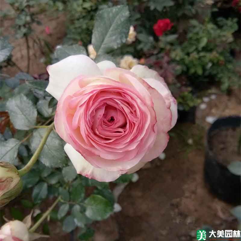 杂种香水月季