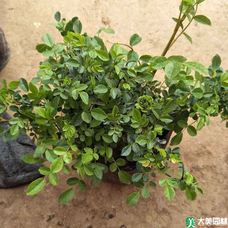 杂种香水月季