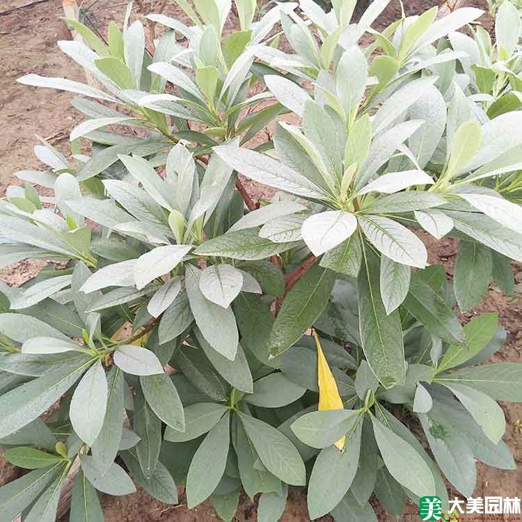 结香花