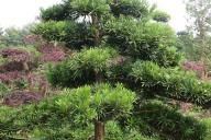 湖南罗汉松苗木基地