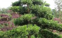 湖南罗汉松苗木基地