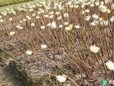 结香花