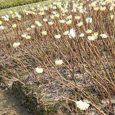 结香花