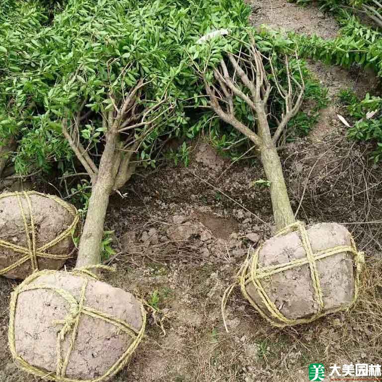 花石榴