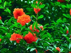 花石榴 - 花石榴