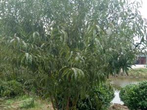 绿梅 - 绿梅