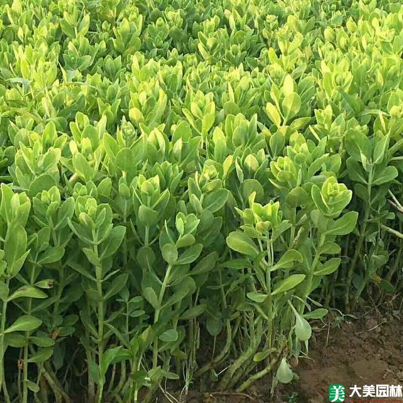 八宝景天