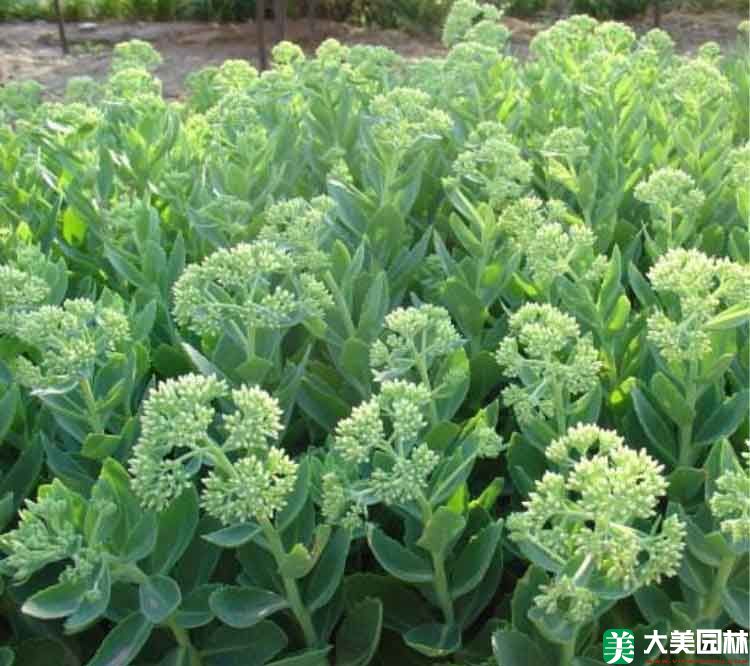 八宝景天