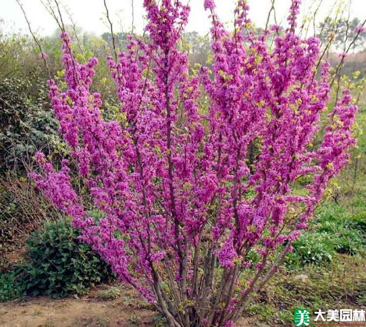 丛生紫荆