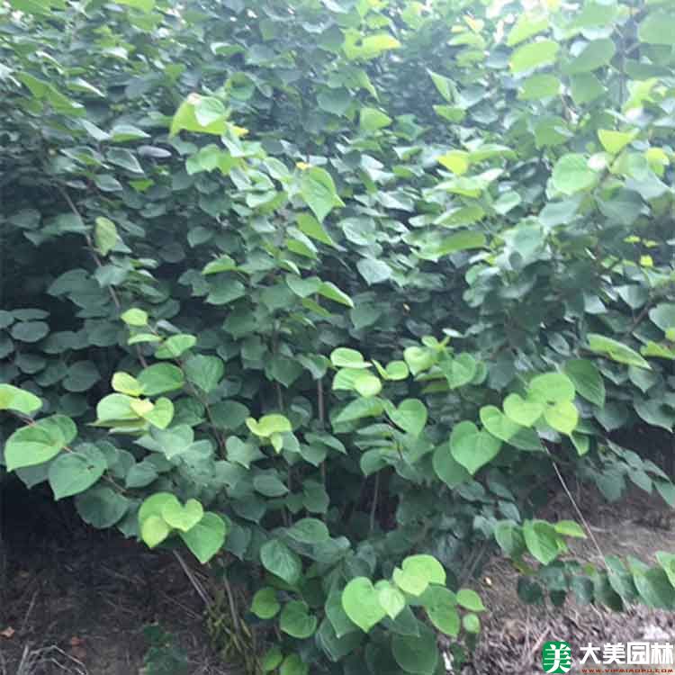 丛生紫荆