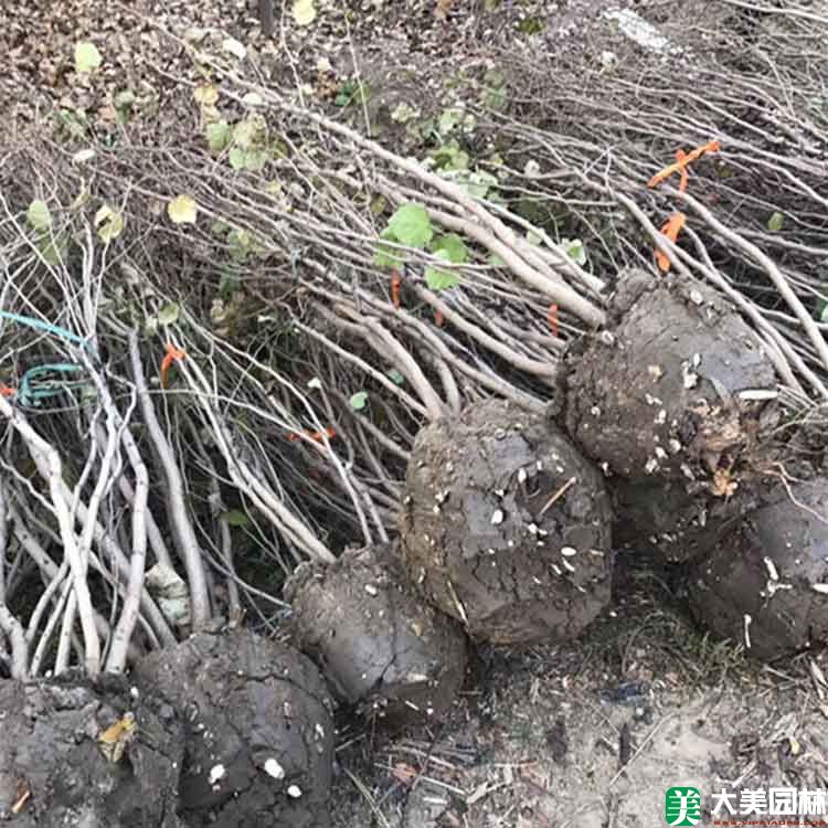 丛生紫荆