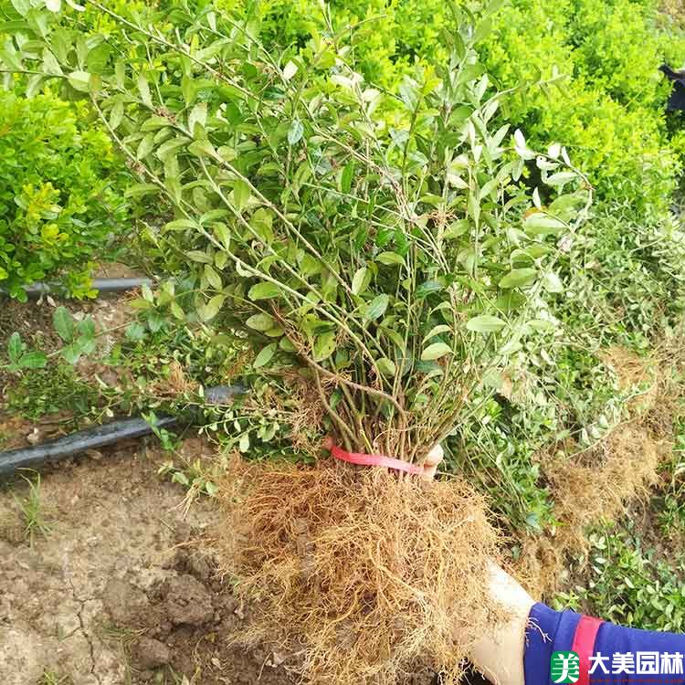大叶扶芳藤