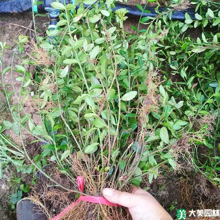 大叶扶芳藤
