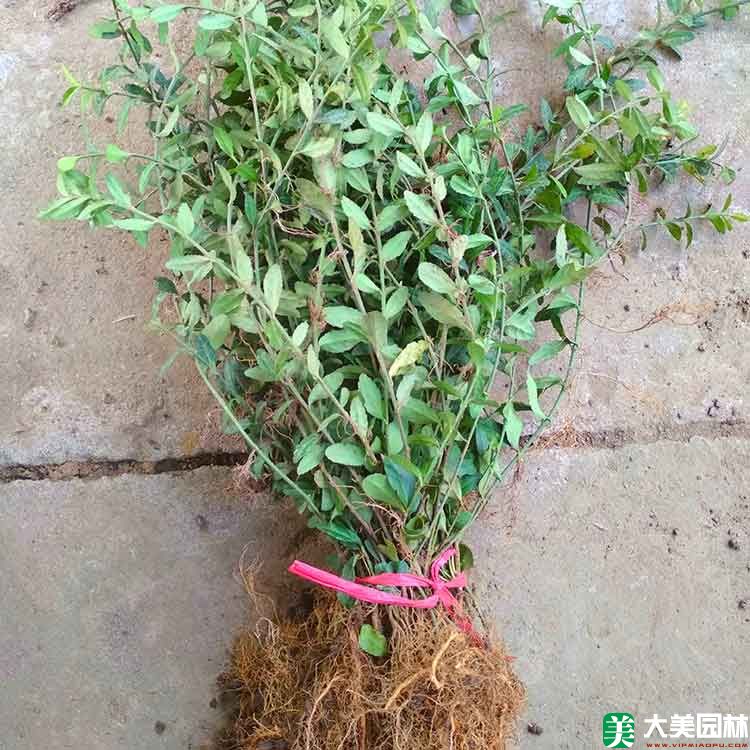 大叶扶芳藤