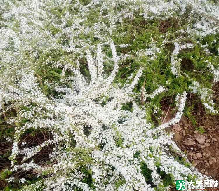 珍珠绣线菊