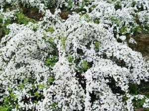 珍珠绣线菊 - 珍珠绣线菊