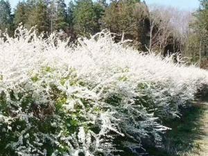 珍珠绣线菊 - 珍珠绣线菊