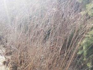 珍珠绣线菊 - 珍珠绣线菊