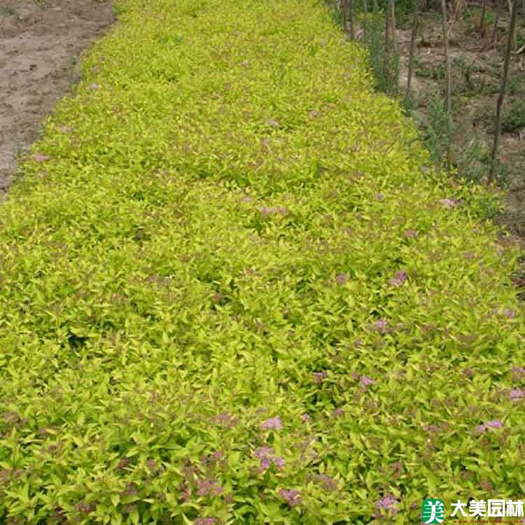 金焰绣线菊