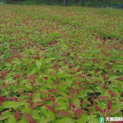 金焰绣线菊