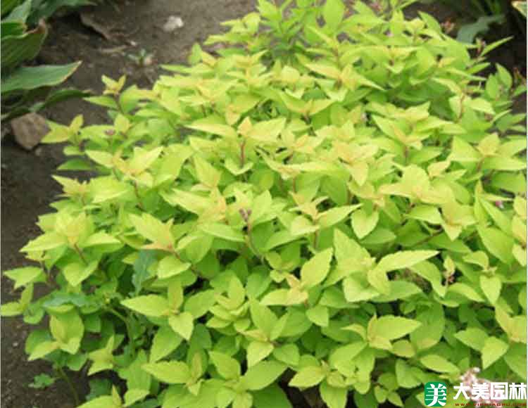金山绣线菊