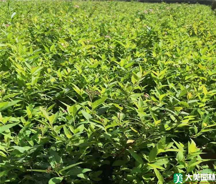 美丽绣线菊