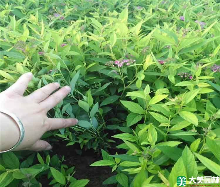 美丽绣线菊
