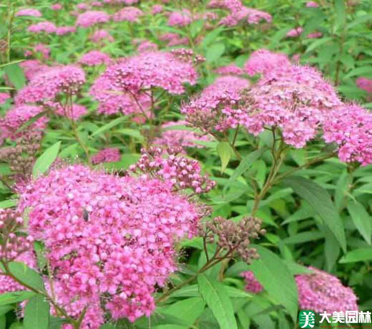 美丽绣线菊