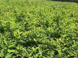 美丽绣线菊 - 美丽绣线菊
