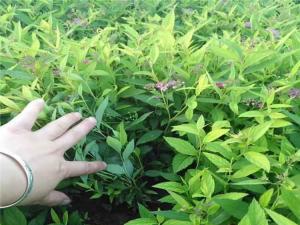 美丽绣线菊 - 美丽绣线菊