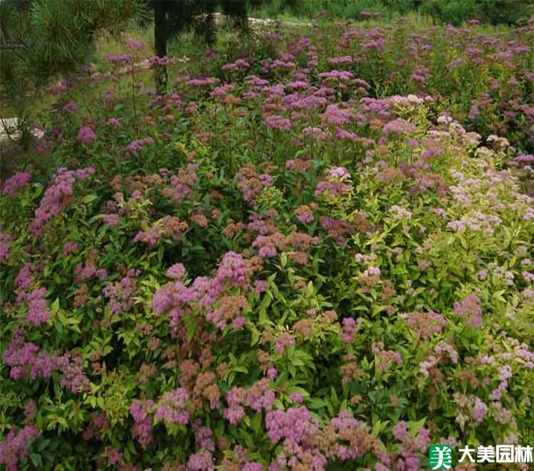 粉花绣线菊
