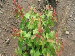 粉花绣线菊 - 粉花绣线菊