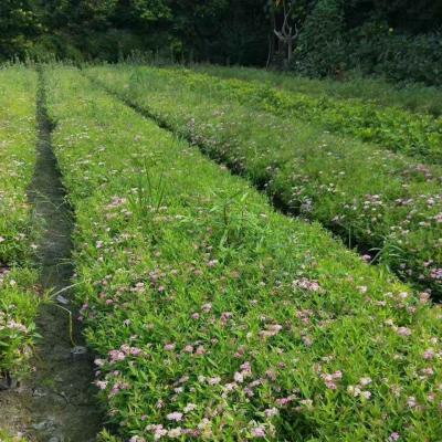 粉花绣线菊
