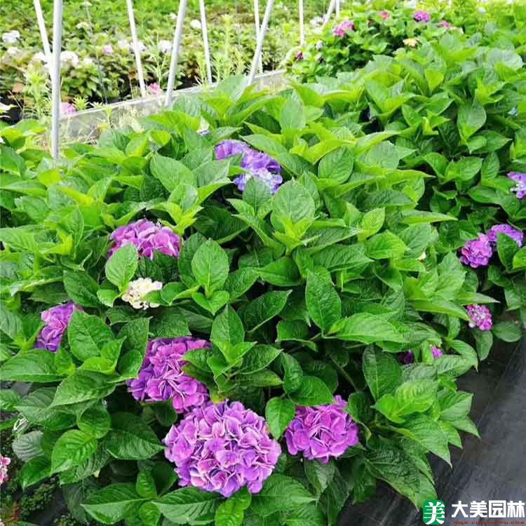 紫阳花
